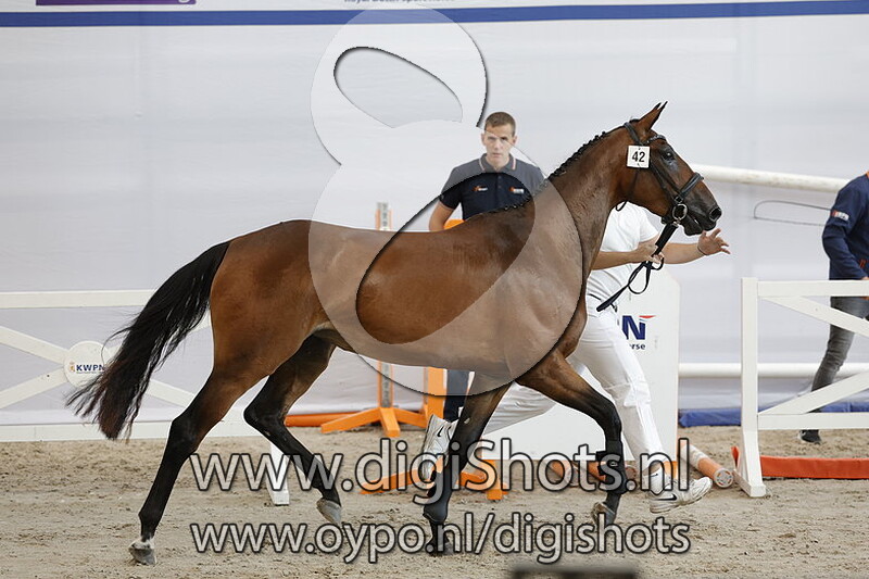 Prelude v. Carrera VDL