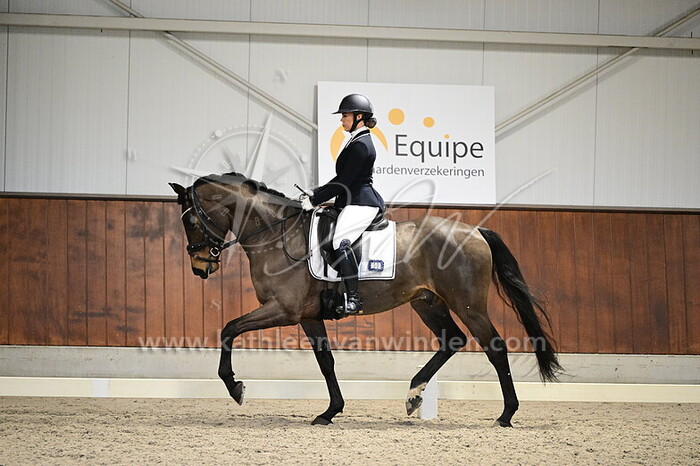 Jersey van Zuijlen - Velvet Dream