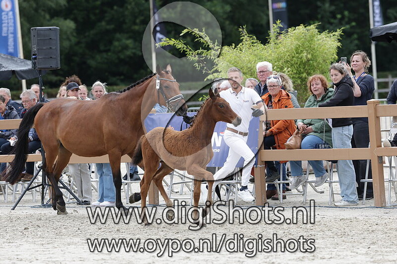 Viva Universe v. Viva Gold