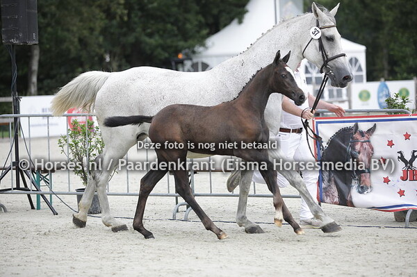 37 Promise Blue B (Tangelo van de Zuuthoeve x Ciaantje v, Mr Blue)