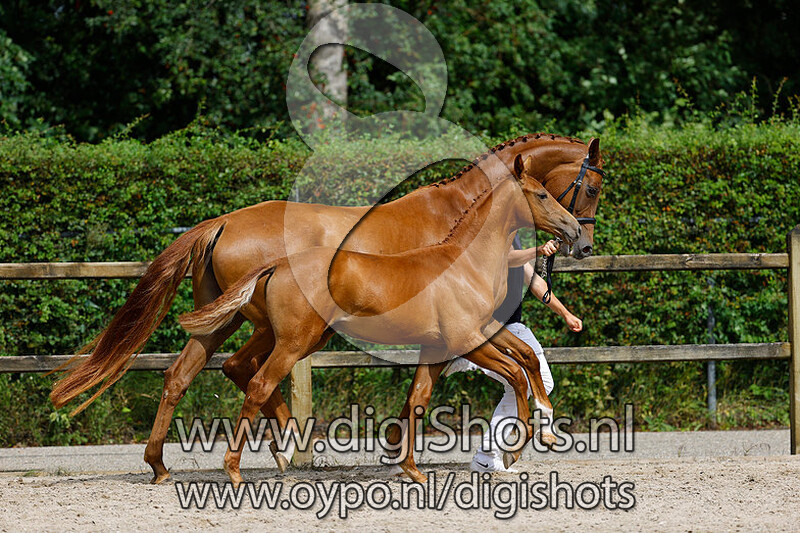 Robijn GLN v. Desperado NOP