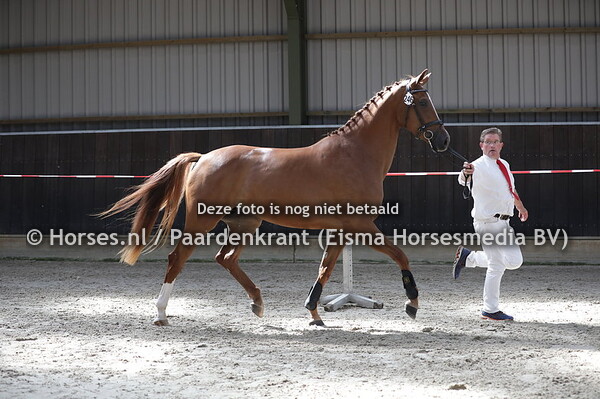 246 Mhurona (Impresario x Hurona v. Winningmood)