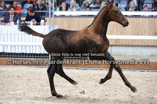 19 Veni Vidi Vici X (Comthago x Dourkalah Hero v. Dourkhan Hero)