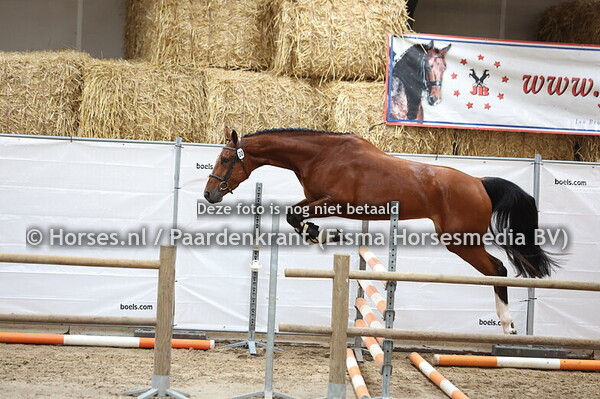 20 Sarah Lin (Tangelo vd Zuuthoeve x Endelin v. Toulon)