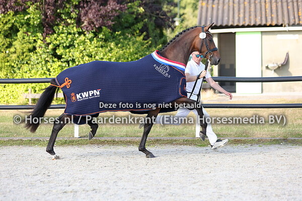 10-07-25 CK Friesland Dressuur Harich