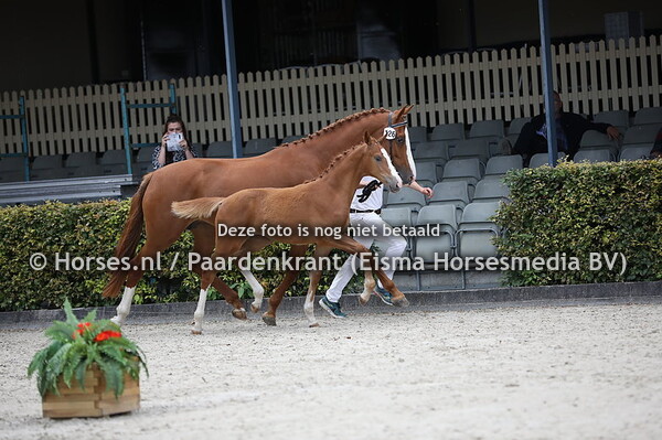 26 Odilanda (Kempinski x Jolanda v. Don Diablo)