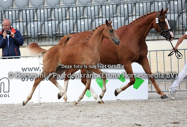 22 Oakley (Apache x Annastasia v. Prestige VDL)