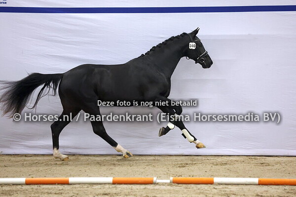 340 (Escanto PS x Vivaldi)