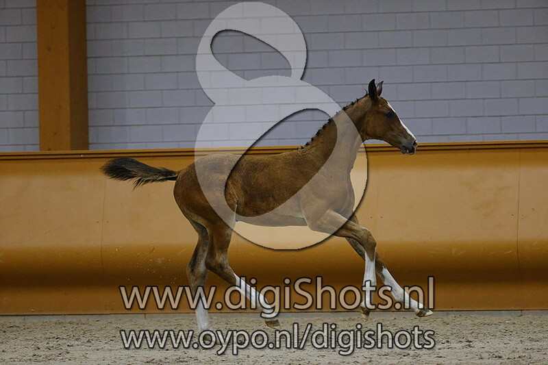 Pavalina Rock v. Hardrock Z