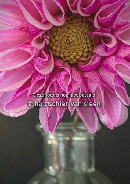 DAHLIA ROZE OP VAAS