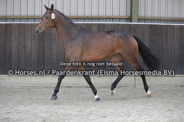 237 Maribelle (Expression x Allure v. Oscar)