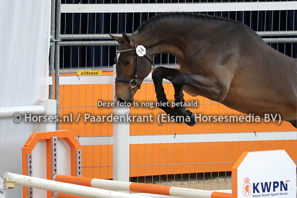 14 No Nonsens  (Arezzo VDL x Ersina v. Indoctro)