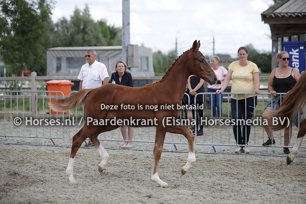 15 Sauvignon (Desperado x Annastasia v. Prestige) (1)