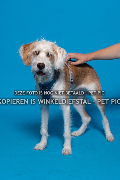 020 hond