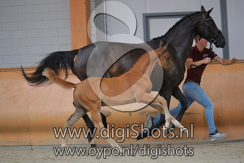 Odin v. Sezuan's Donnerhall