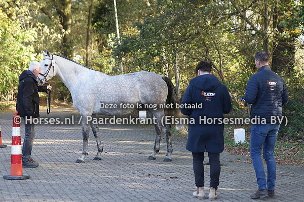 56 Laskilly (Dakar x Askilly v. Diamant de Semilly)