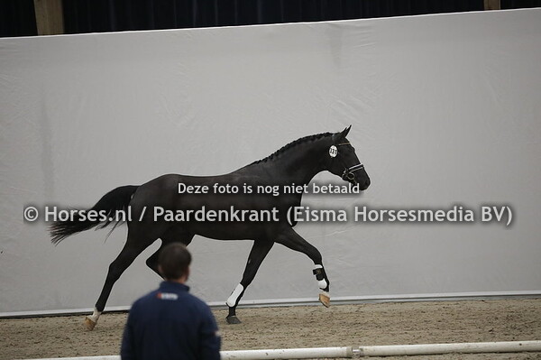 331 Nabucco (Daily Diamond x Tezzelma v. Jazz)