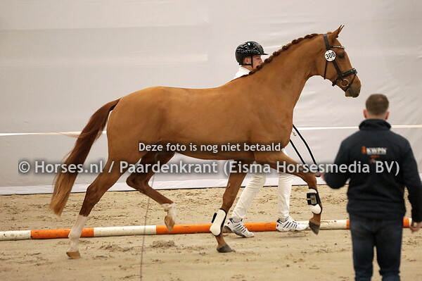 308 Romeo E (Blue Hors Zackerey x Jacky Marein)