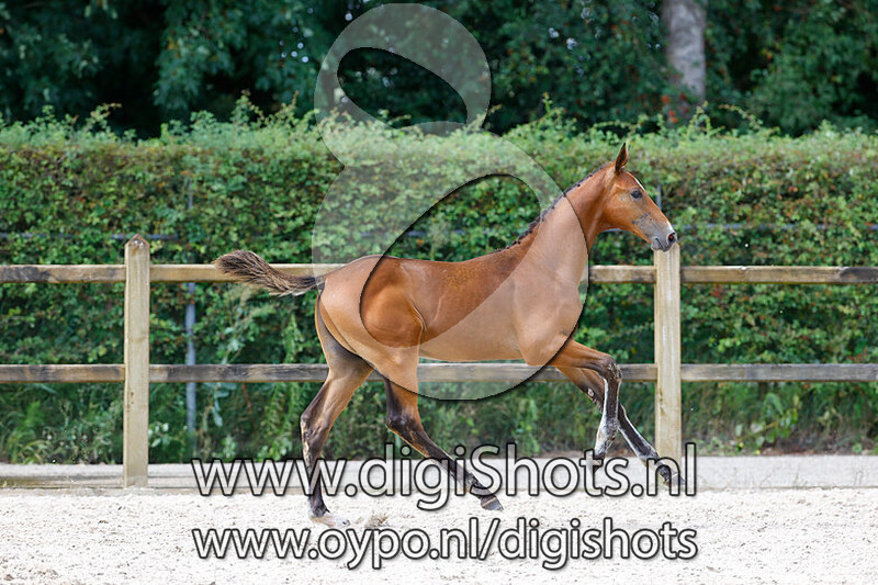 Ranino I HV v. Aganix du Seigneur