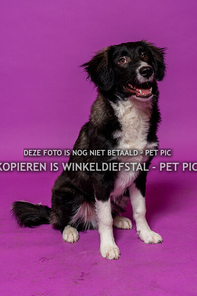 hond 14