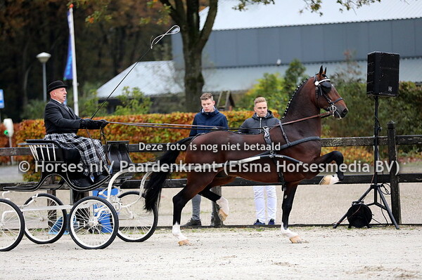 30-10-2021 KWPN Tuigpaardhengsten examen