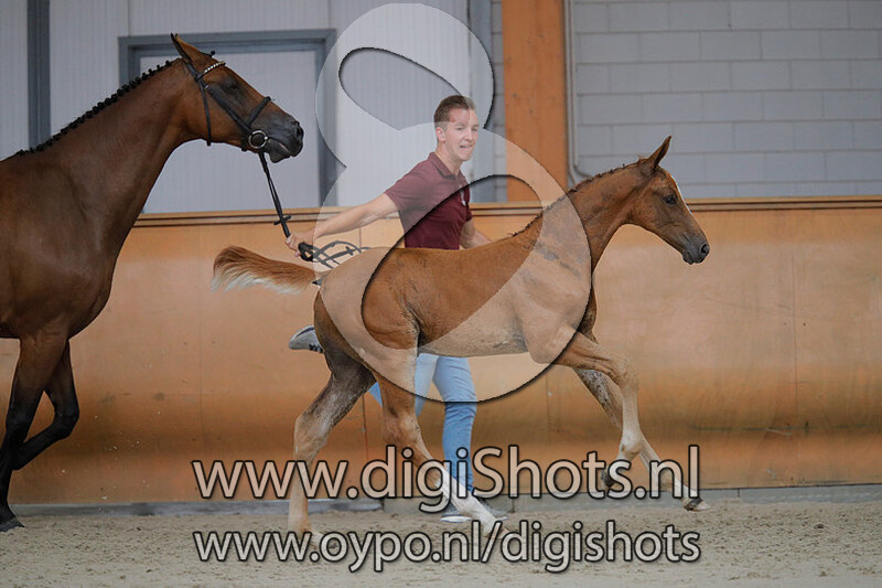 Otazu v. Cape Coral RBF Z