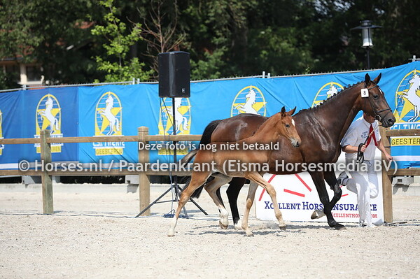 8 Orion (Van Gogh x Elyrair v. Namelus R) Kampioen