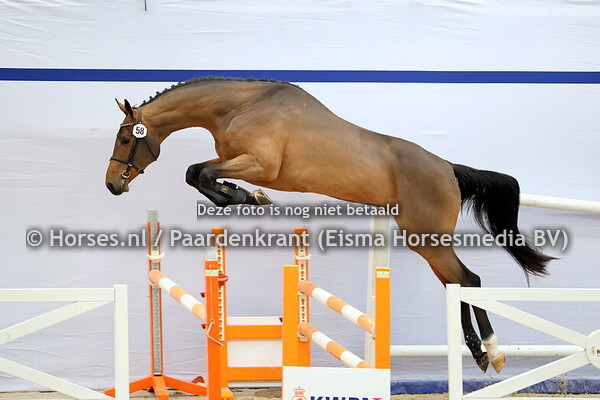 KWPN 1e bez 17 december springen 2024