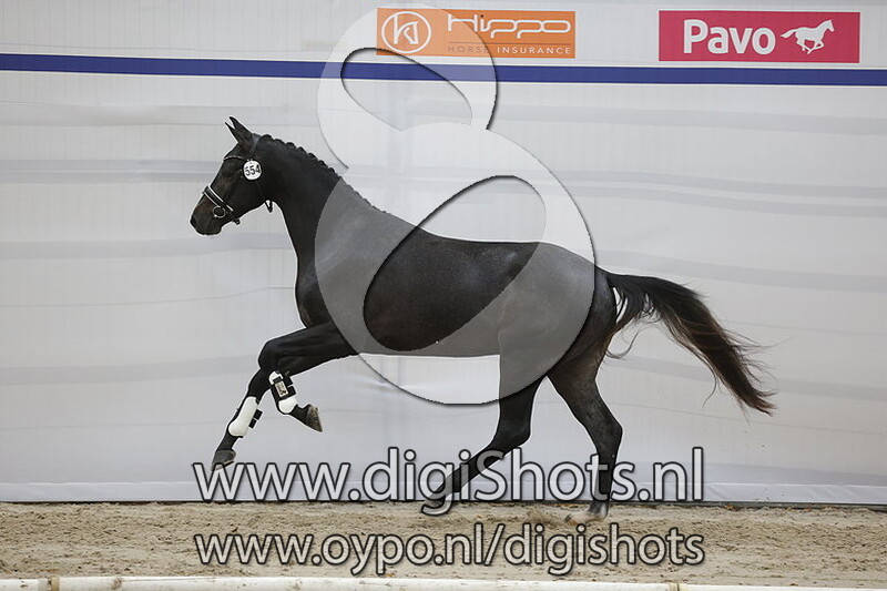 Pinot Gricio v. Vivaldi - 554