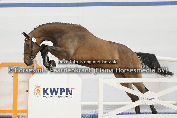 43 Phestina Goldfever (Chacco Blue x Gerdien v. Goldfever) (1)