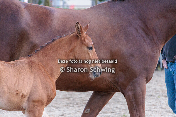 Vrouwelijke springveulens jong