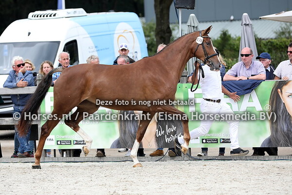 176 Lazirginia (Daily Diamond x Zirginia v. Scandic)