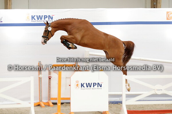 11-08-23 NMK springpaarden