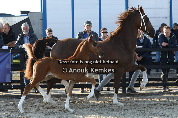 Ultaroos ( Cizandro x Saffraan )