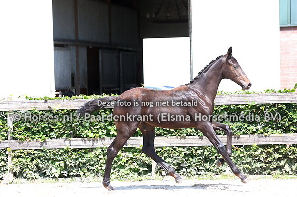 90 Vini Vidi Vici BB (Extreme US x Evicola v. Spielberg)