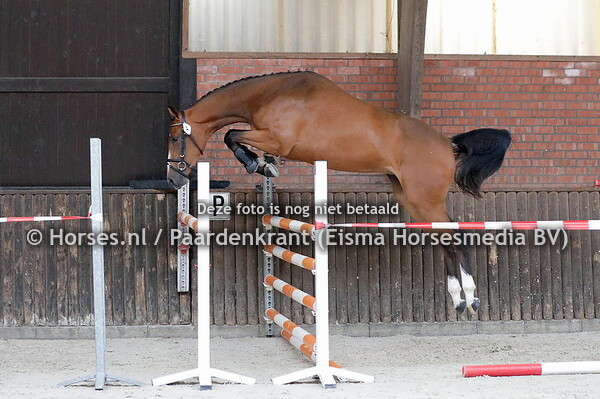 15-06-22 Stamboekkeuring Varsseveld
