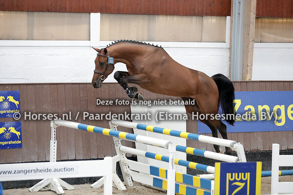 24-09-22 Zangersheide Hengstenkeuring