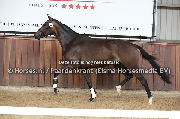 24 Solange Esther (Sir Donnerhall x Esther SVN v. Voice)