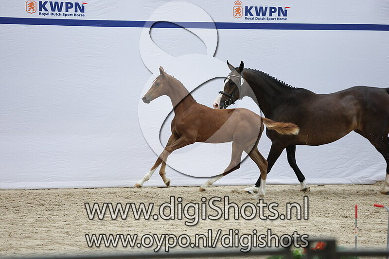 Vossie Larda v. Tiger van t Ruytershof