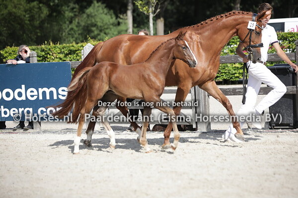 25 Sogno di Karamel (New Pleasure VDL x Karamella v. Freeman VDL)