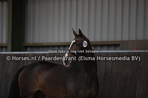 238 Makyra (Winningmood x Fakyra v. Oscar)