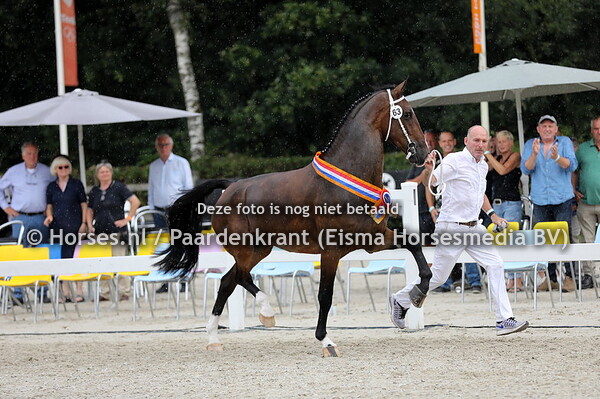 15-08-2020 KWPN Nationale Merriekeuring Tuigpaarden