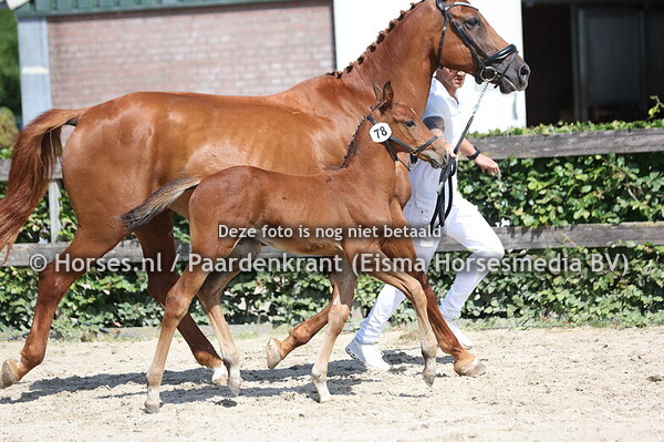 78 Cicosta (La Costa ES x Desley v. Furore)