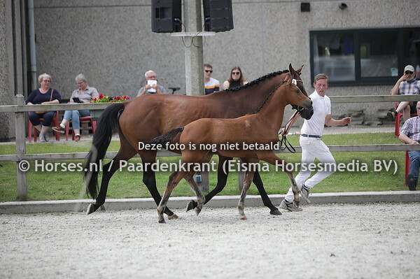 32 Saint Amour (Florida x dettina v. Johnson)