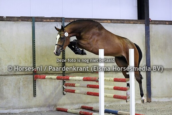 26-06-2021 Stamboekkeuring KWPN IJsselmuiden