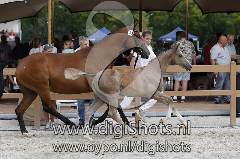 Tiabanda VDL v. Zirocco Blue VDL