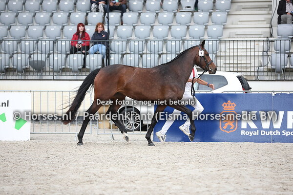 3 Latinamunde (Farfan  x Bonitamunde v. Quattro)