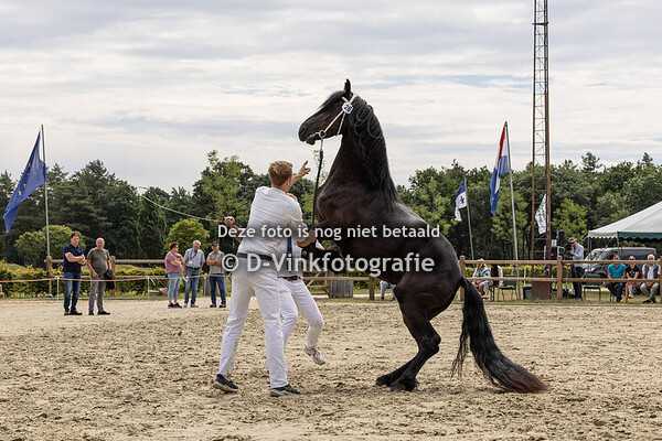 Rubriek 6c 3 jarige veulenboekmerries