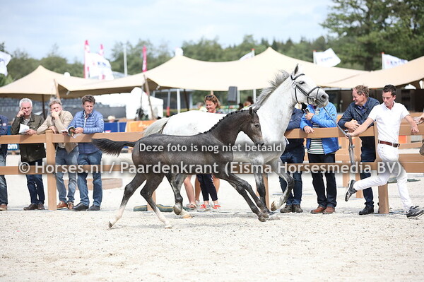 154 O-Global S (Just One x Butterfly v. Cavalier)