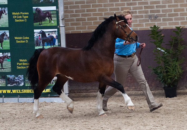 Springshow Welsh Belgium